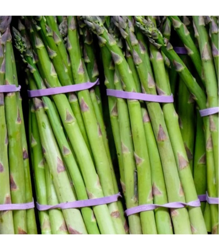 GOMA ELASTICA TIRA 25X2