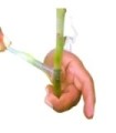 CINTA INJERTO 70CM X 3,0  PAQ. 500 U