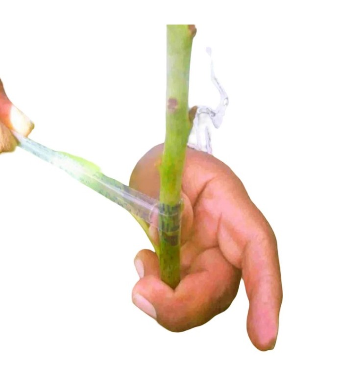 CINTA INJERTO ROLLO BUDDY-TAPE 18MMX60M